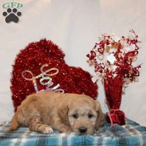 Paige, Mini Goldendoodle Puppy